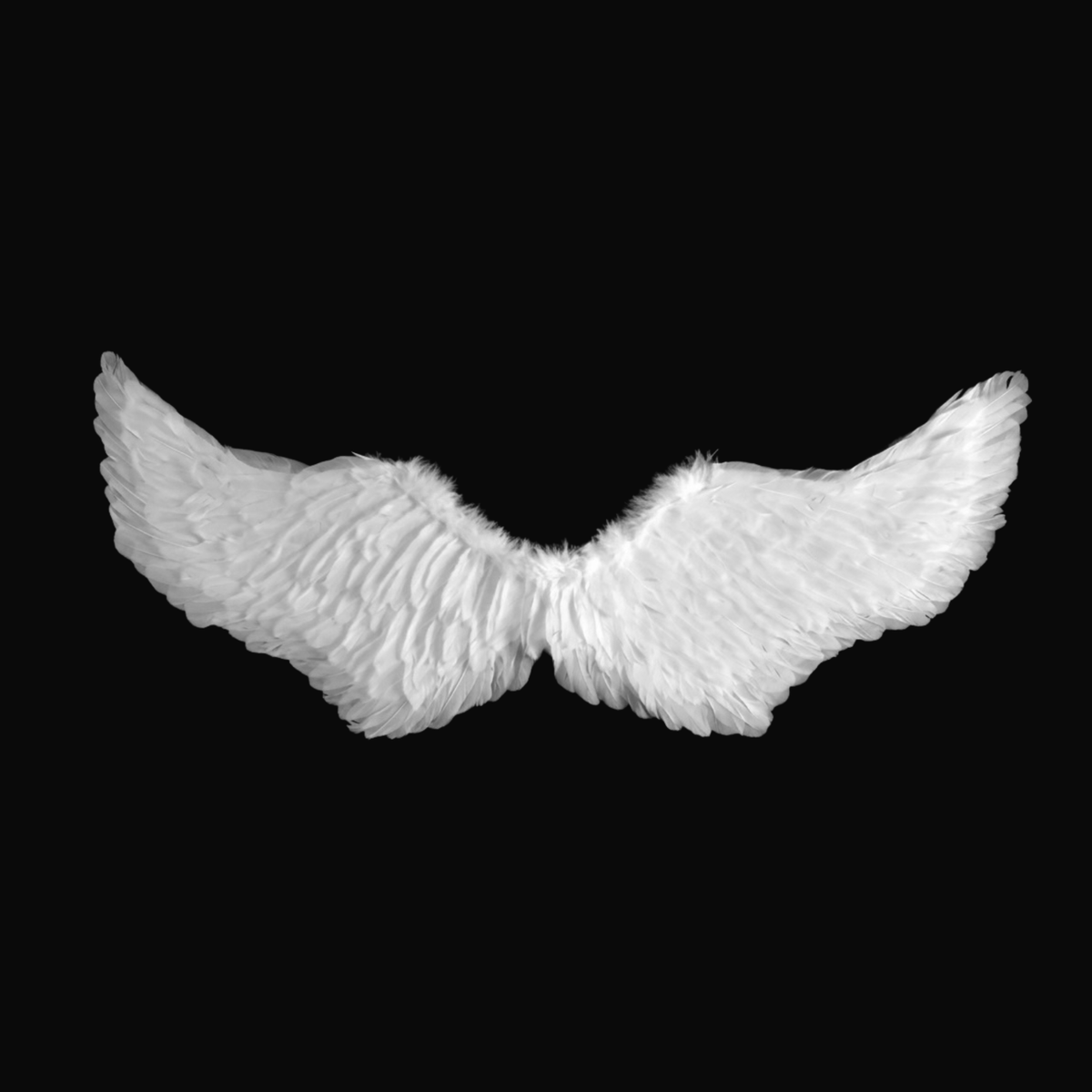 Alas de Plumas Blancas | 2 Tamaños