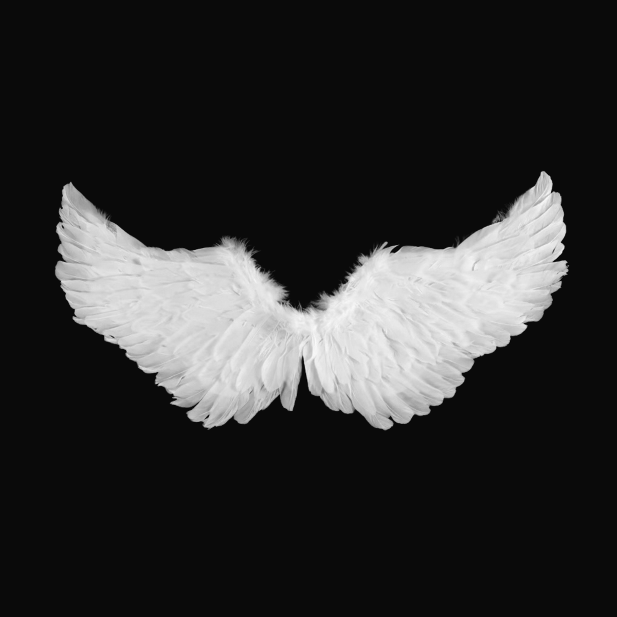 Alas de Plumas Blancas | 2 Tamaños
